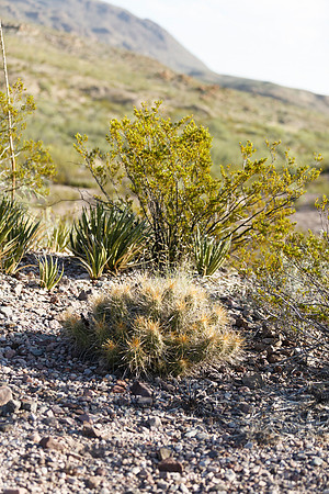 Desert Plants