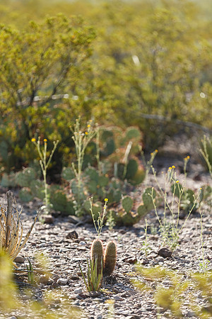Desert Plants