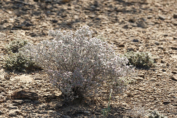 Desert Plants