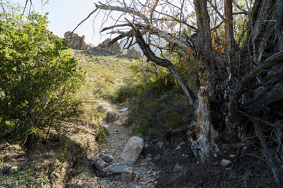Ward Spring Trail