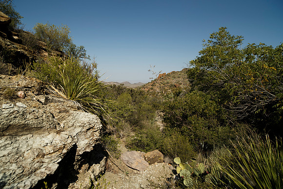 Ward Spring Trail