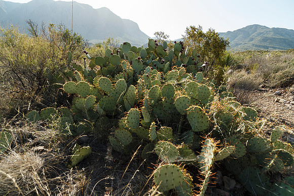Ward Spring Trail