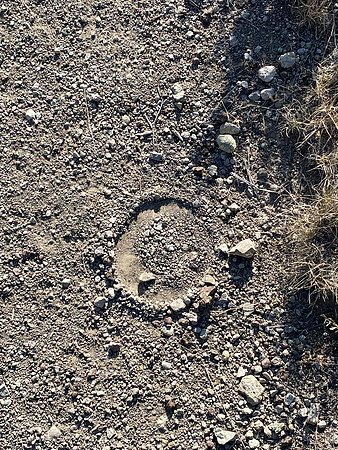 Ward Spring Trail Circles