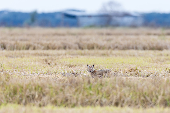 Coyote