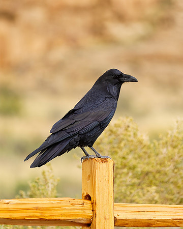 Common Raven