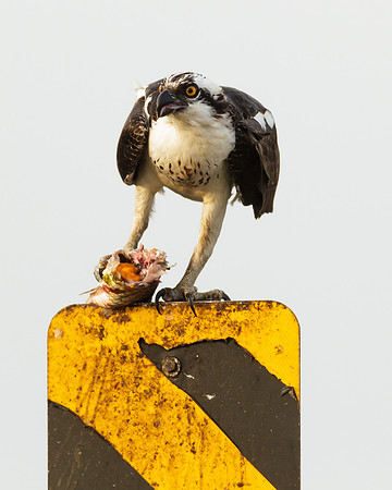 Osprey_MLL7640