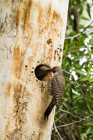 Gros Ventre Flicker_MLL5374