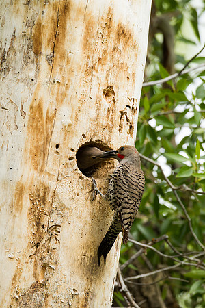 Gros Ventre Flicker_MLL5375