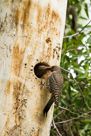 Gros Ventre Flicker_MLL5372