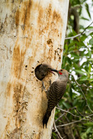 Northern Flicker
