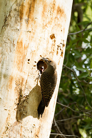 Gros Ventre Flicker_MLL5401