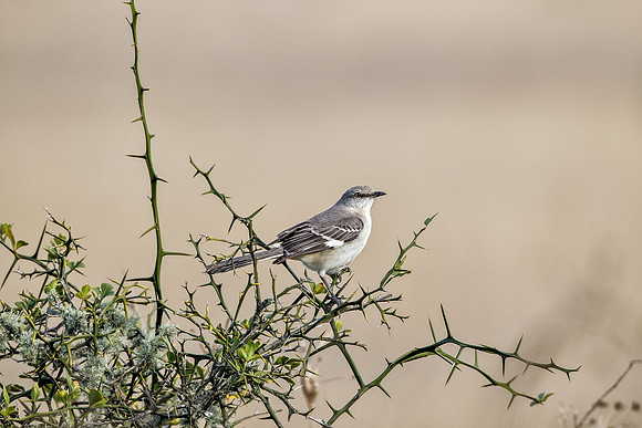 Northern Mockingbird_MLL6049 March 13, 2014