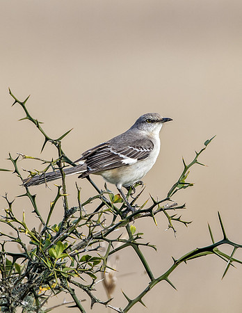 Northern Mockingbird_MLL6049 c March 13, 2014