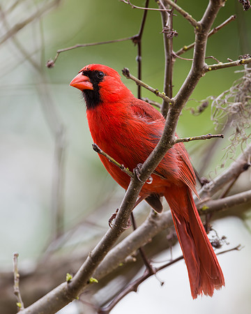 Northern Cardinal