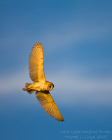 Barn Owl