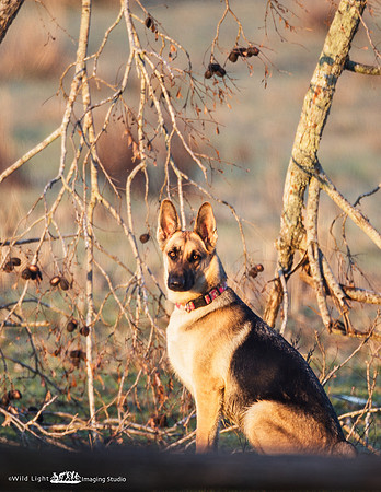 Doggy_MLL0535_