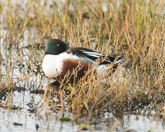 Northern Shoveler