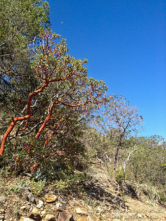 iPhone-IMG_2121s