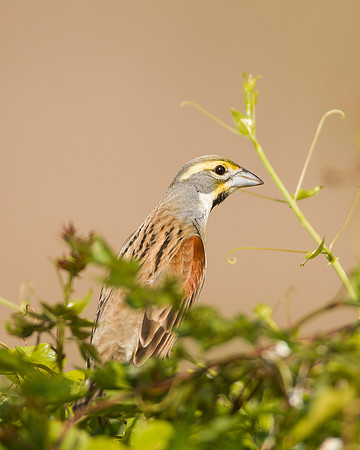 Dickcissel