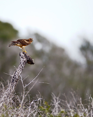 Juvenile Northern Harrier