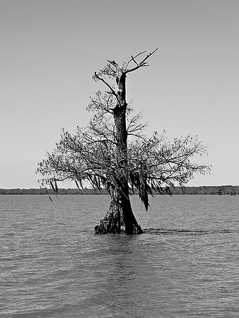 Cypress Tree