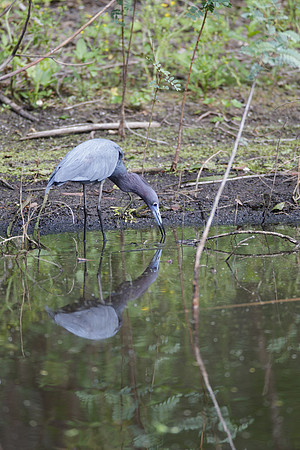 Little Blue Heron_MLL6367_