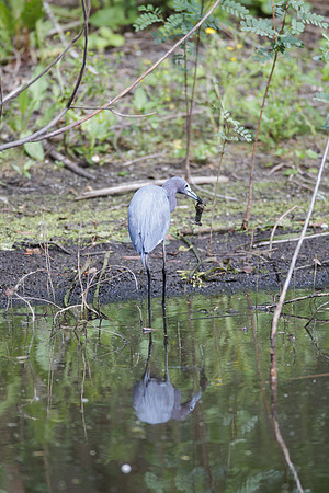 Little Blue Heron_MLL6366_