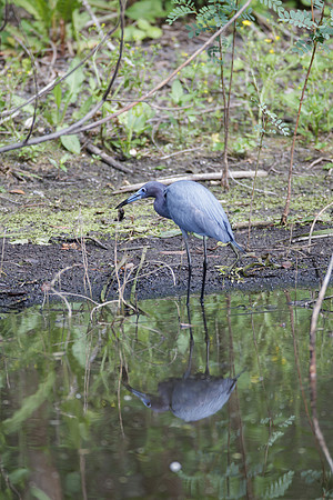 Little Blue Heron_MLL6365_