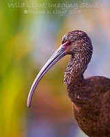 White-faced Ibis