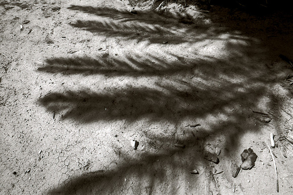 Palm Shadow cpt