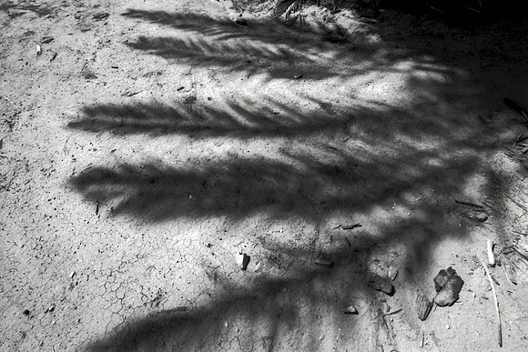 Palm Shadow cp