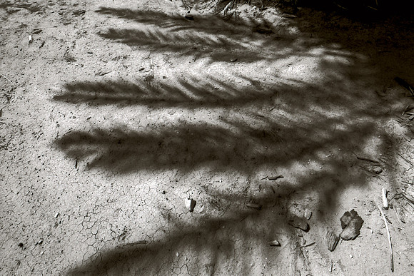 Palm Shadow