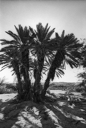 Hot Springs - Palm Trees
