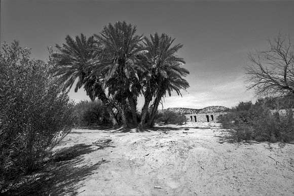 Hot Springs - Palm Trees
