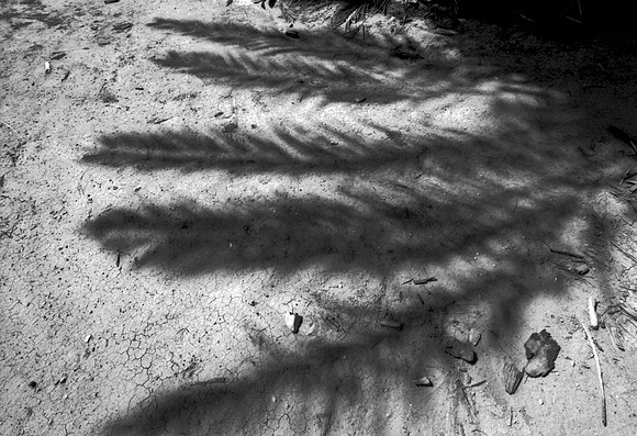Palm Shadow n