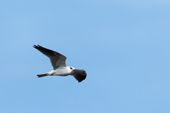 White-tailed Kite