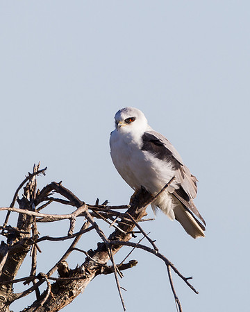 White-tailed Kite