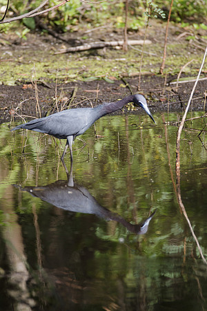 Little Blue Heron_MLL6361_