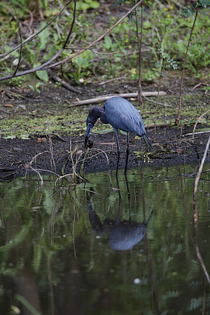 Little Blue Heron_MLL6364_