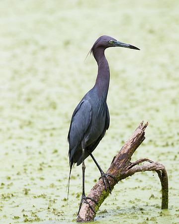 Little Blue Heron
