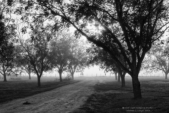 Morning Light_MG_1421 b&w