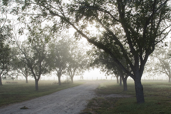 Morning Light_MG_1422