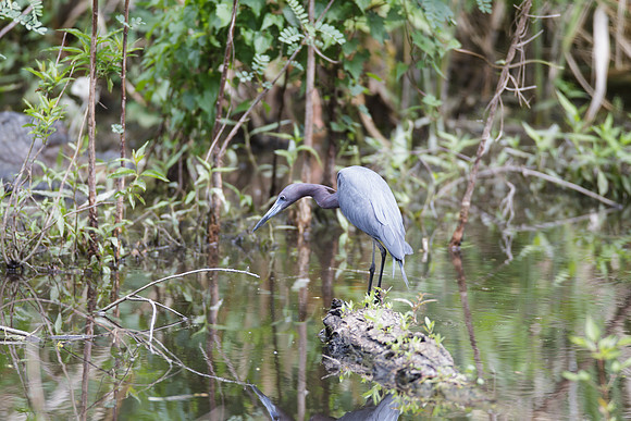 Little Blue Heron_MLL6401_