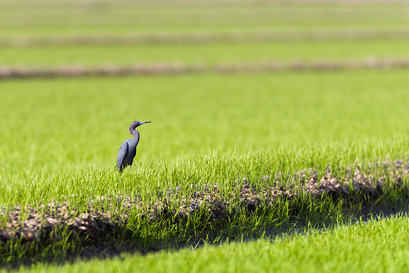 Little Blue Heron