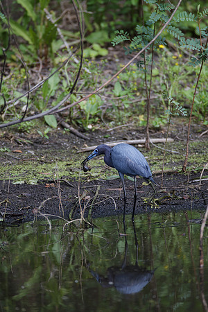 Little Blue Heron_MLL6363_
