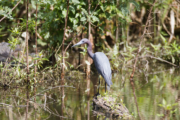 Little Blue Heron_MLL6403_