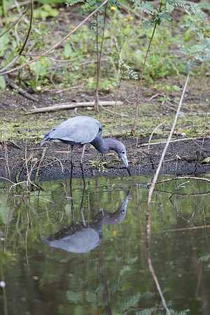 Little Blue Heron_MLL6368_