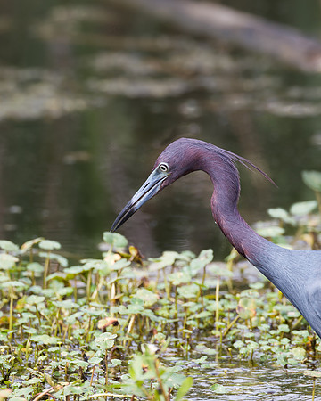 Little Blue Heron
