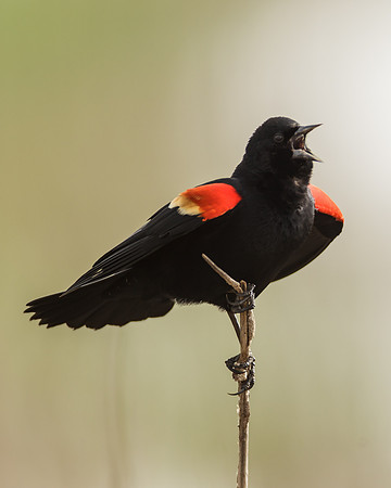 Red-winged Blackbird