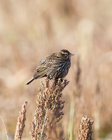 Female Red-winged Blackbird